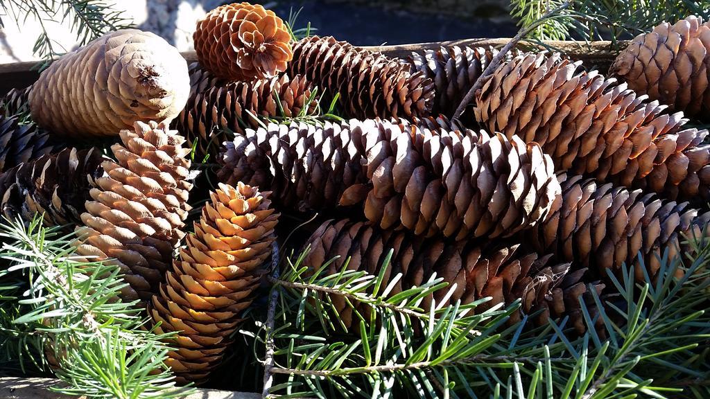 Eco Chalet Maison Dominique Challand-Saint-Anselme エクステリア 写真
