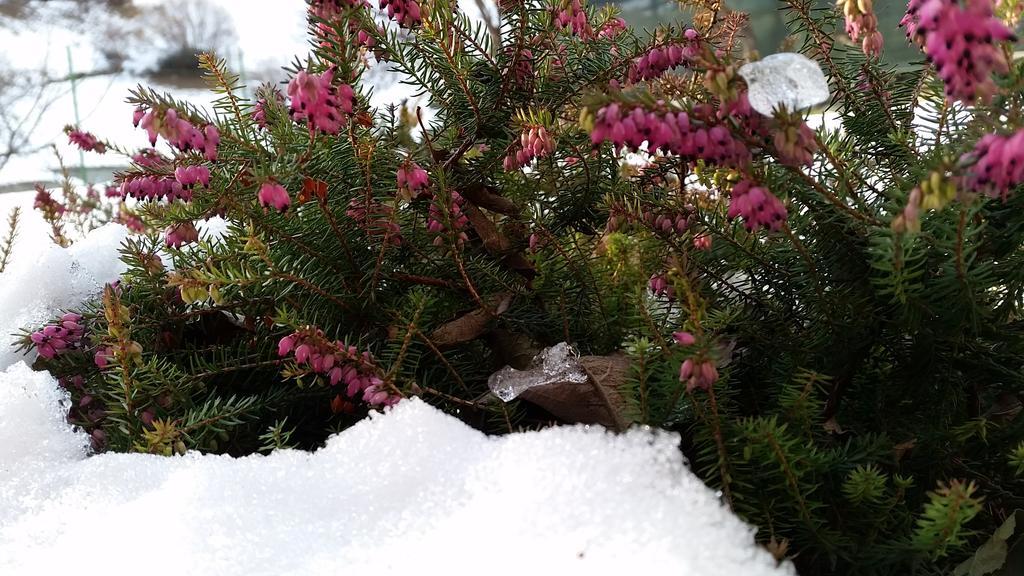 Eco Chalet Maison Dominique Challand-Saint-Anselme エクステリア 写真